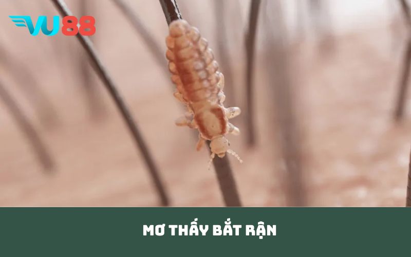mơ thấy bắt rận